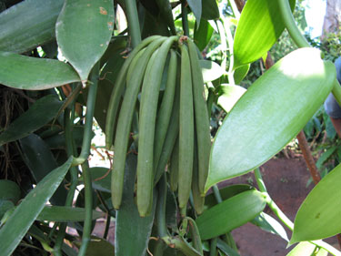 Picture of Green Vanilla Beans Growing on Vanilla Orchic Vine