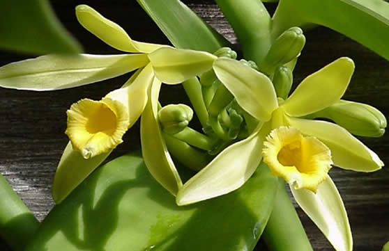Picture of Vanilla Planifolia Orchids